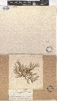 Image of Lindauera papenfussii