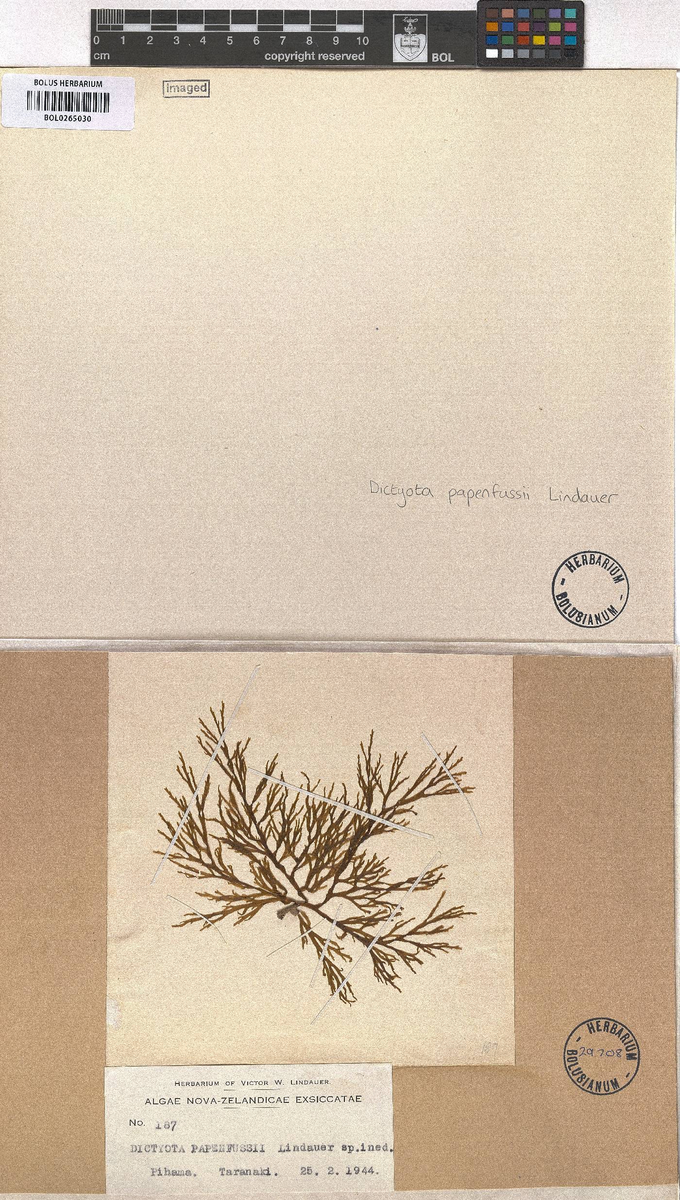 Lindauera papenfussii image