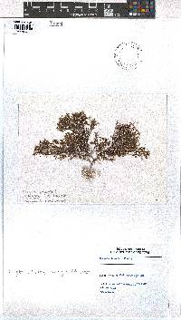 Image of Dictyota pulchella