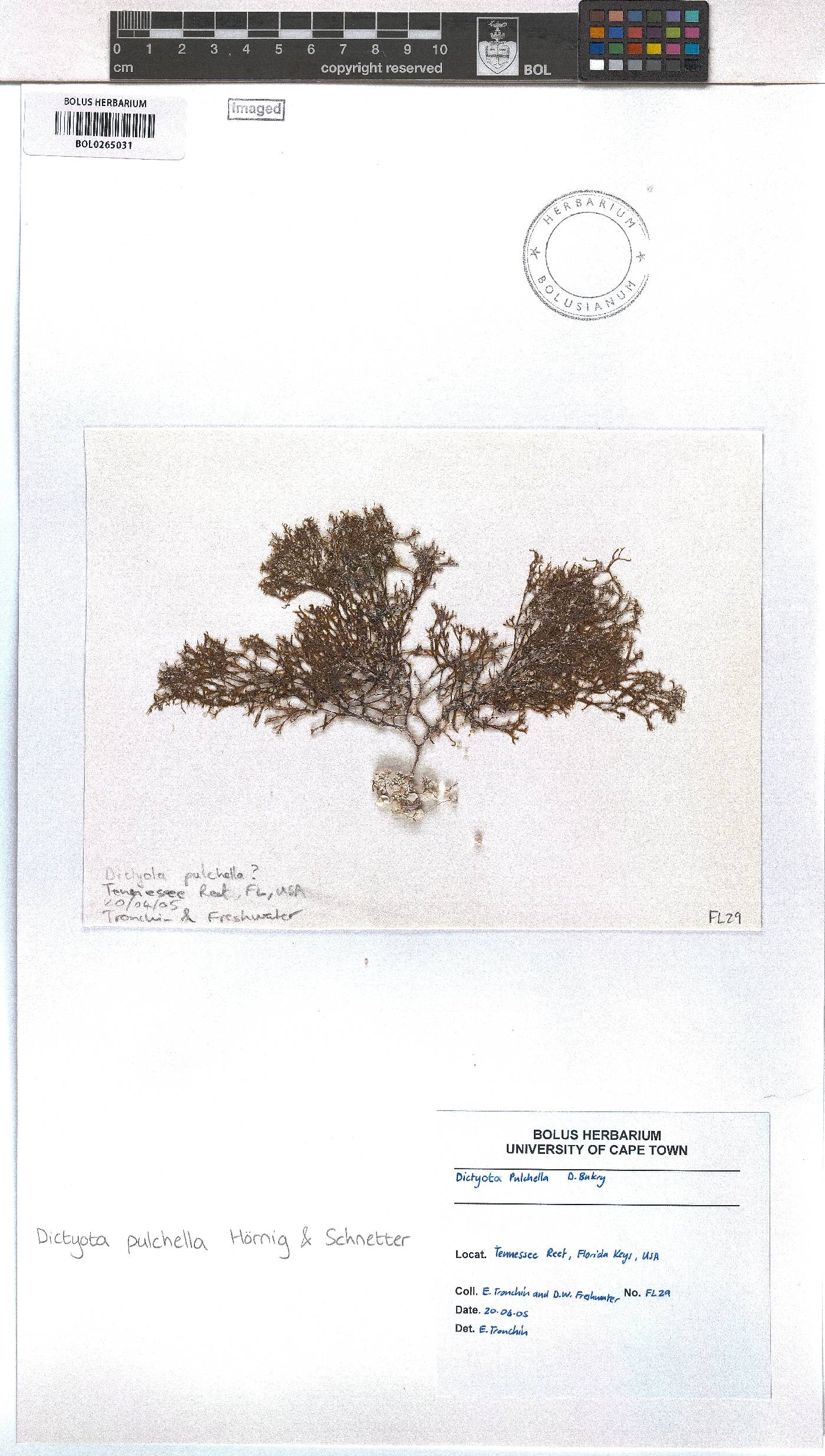 Dictyota pulchella image