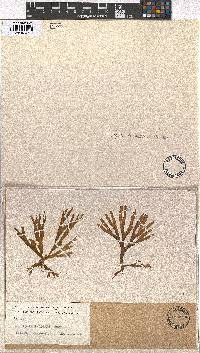 Image of Rugulopteryx radicans