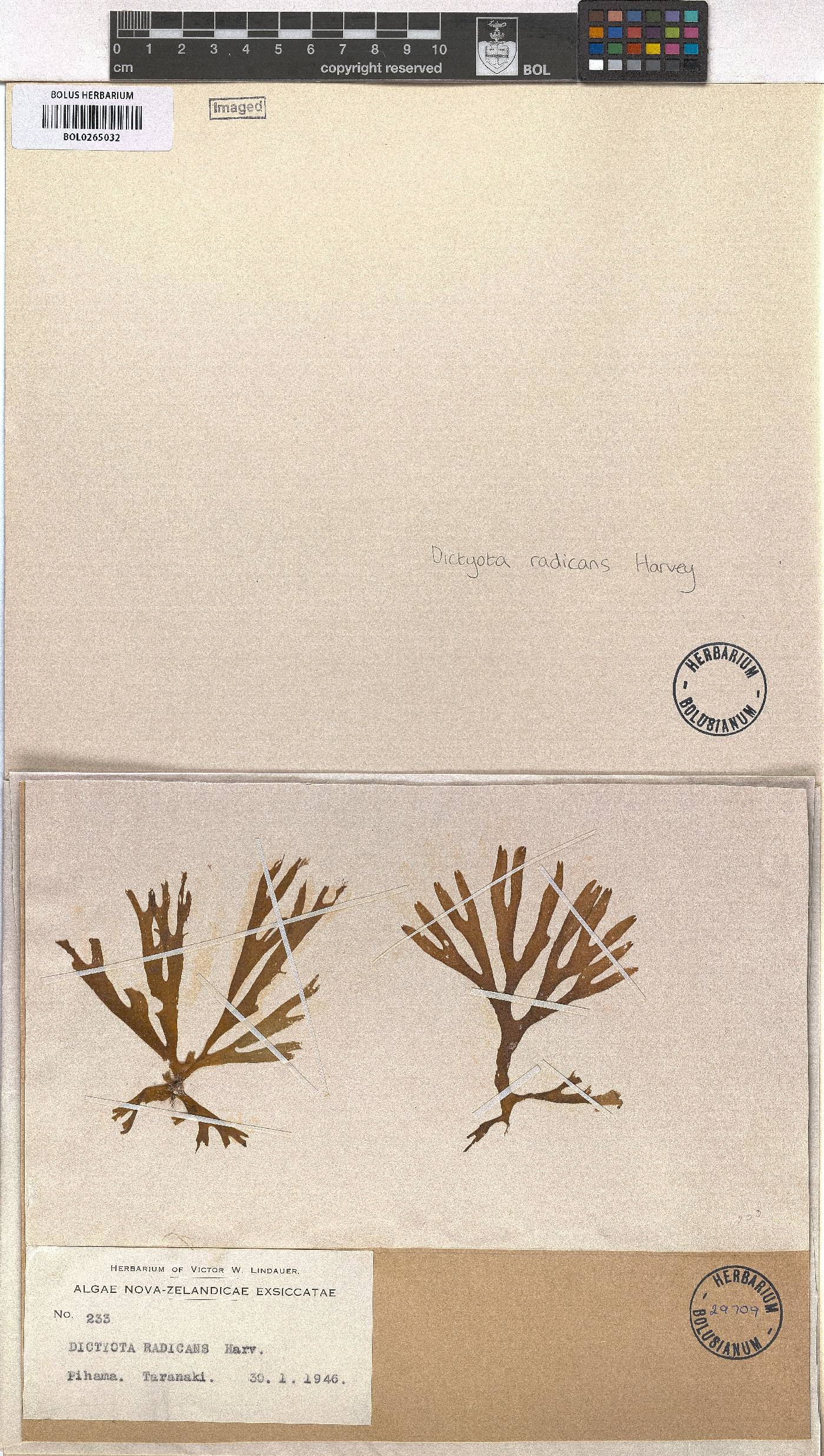 Rugulopteryx radicans image