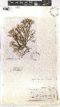 Image of Dictyota spathulata