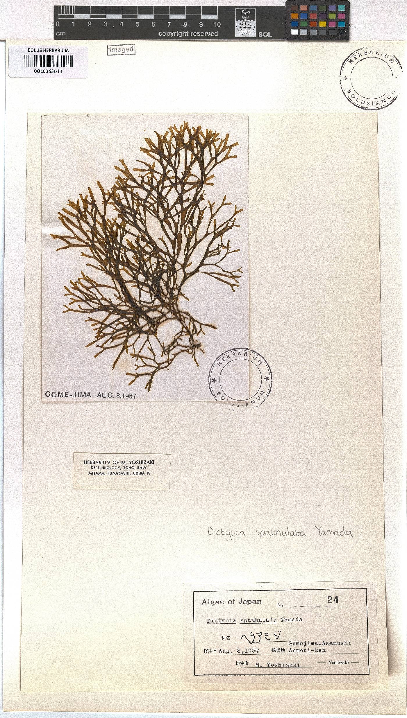 Dictyota spathulata image