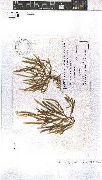 Image of Dictyota crispata