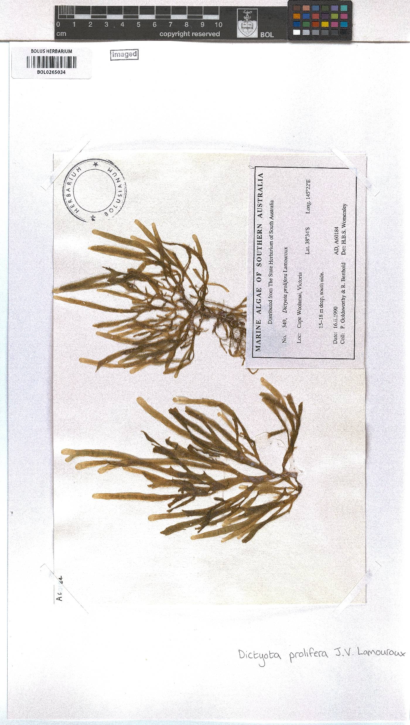 Dictyota crispata image