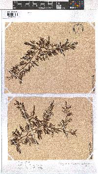 Image of Dictyota paniculata