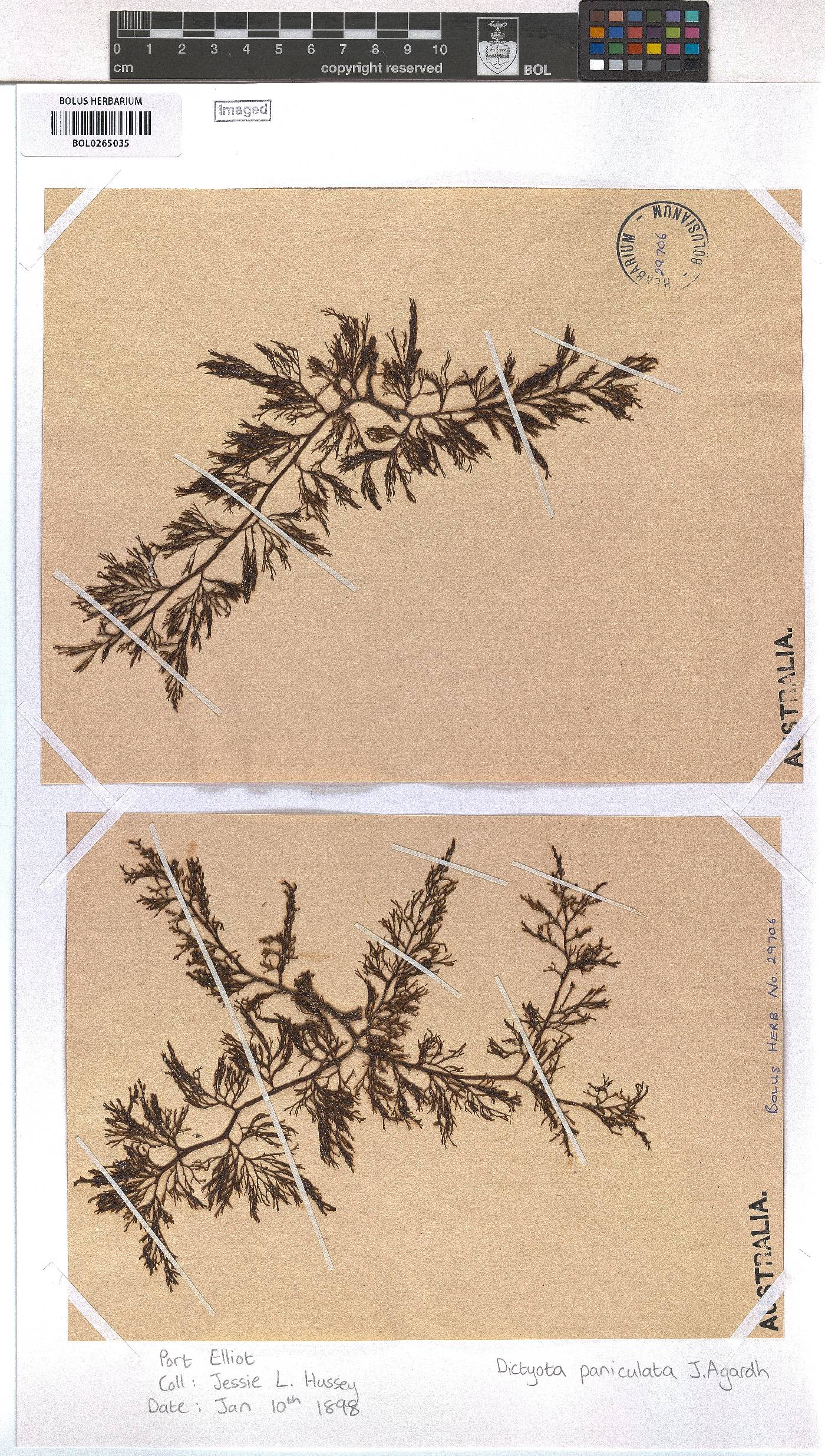 Dictyota paniculata image