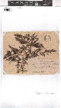 Dictyota paniculata image