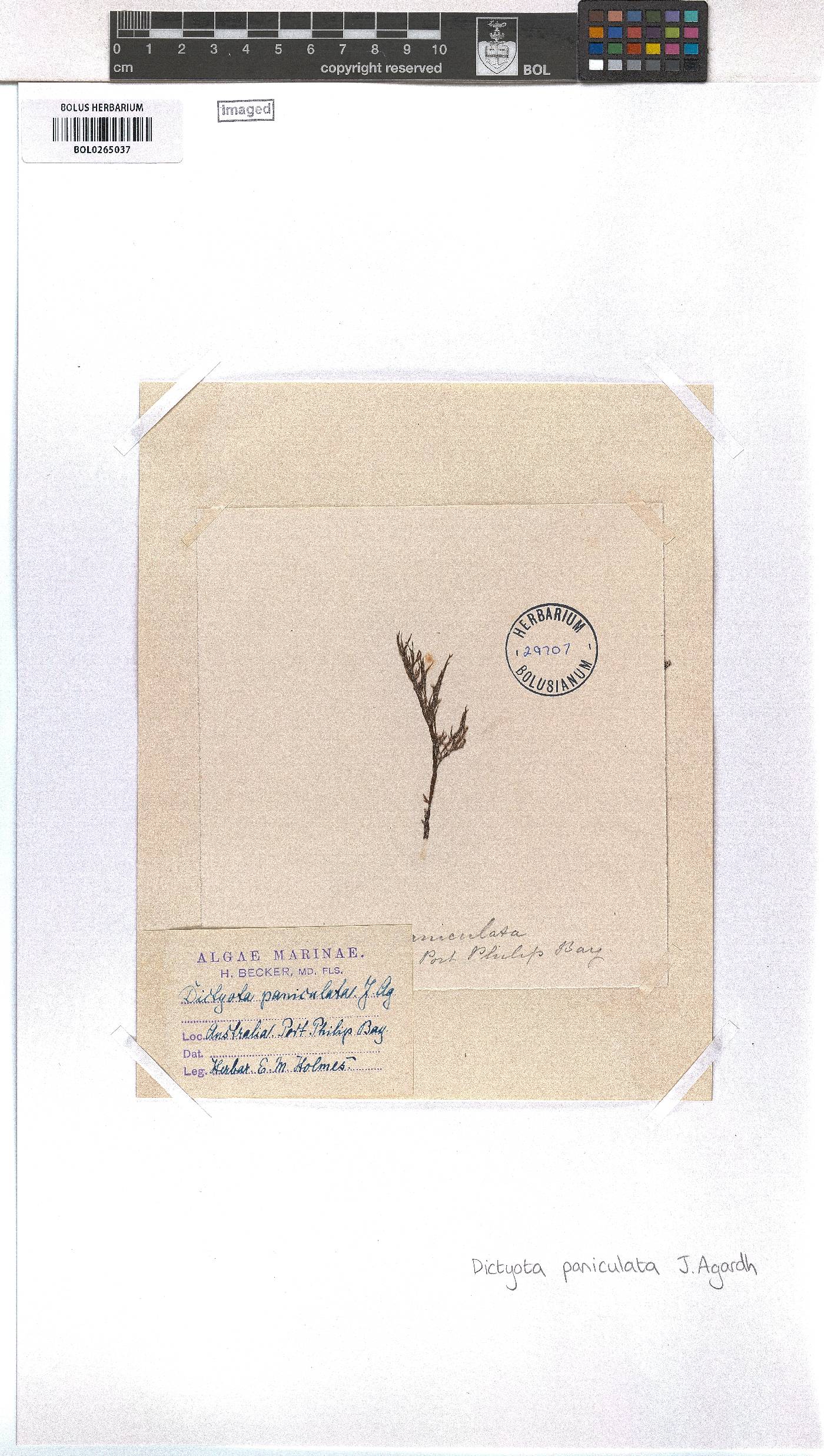 Dictyota paniculata image