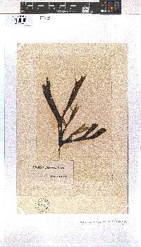 Dictyota naevosa image