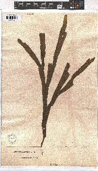 Dictyota naevosa image
