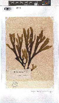 Dictyota naevosa image