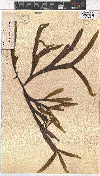 Dictyota naevosa image
