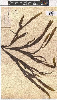 Dictyota naevosa image