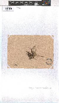 Dictyota implexa image