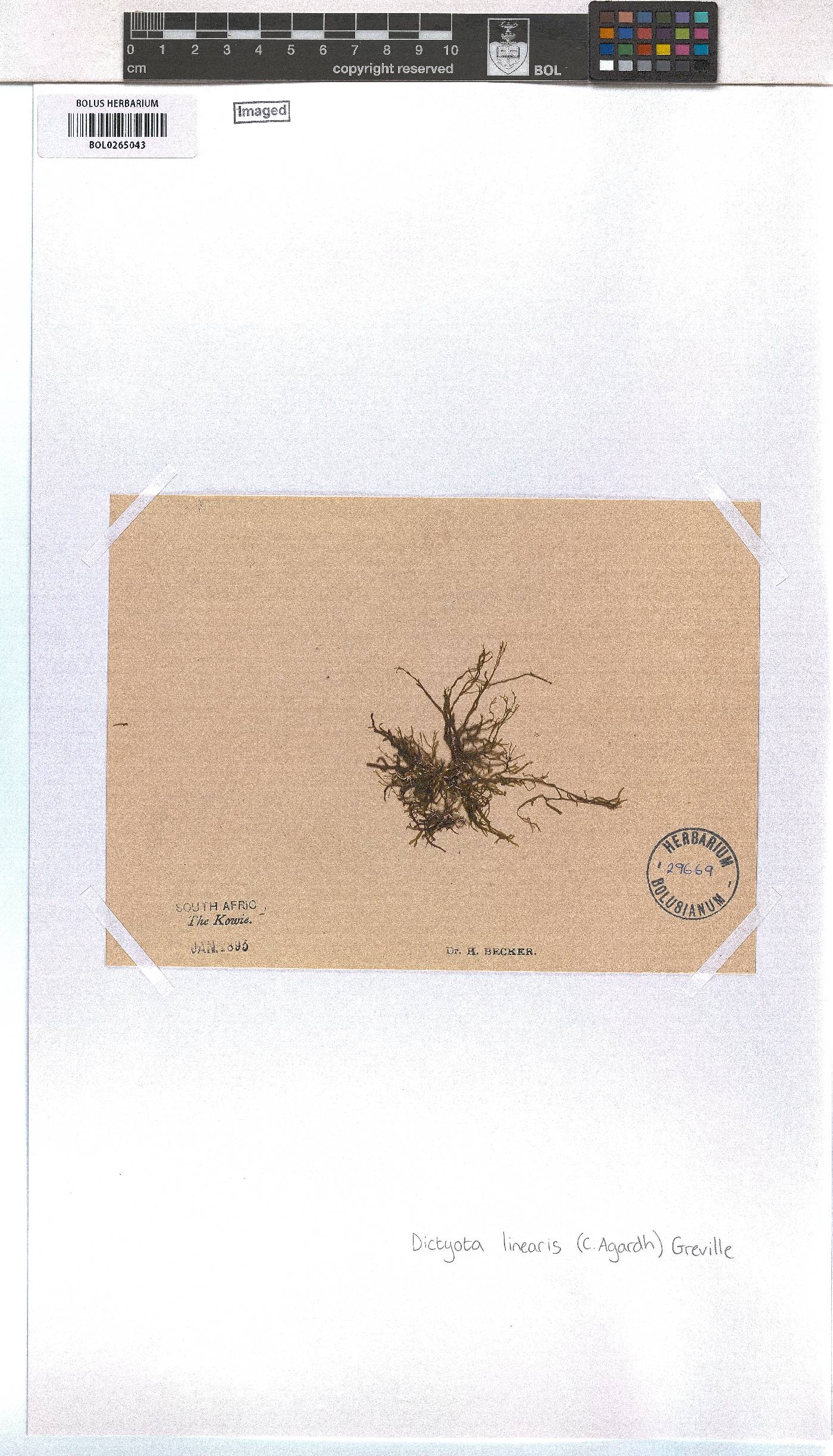Dictyota implexa image