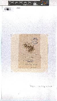 Dictyota implexa image