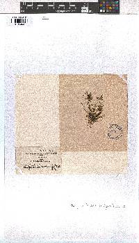 Dictyota implexa image