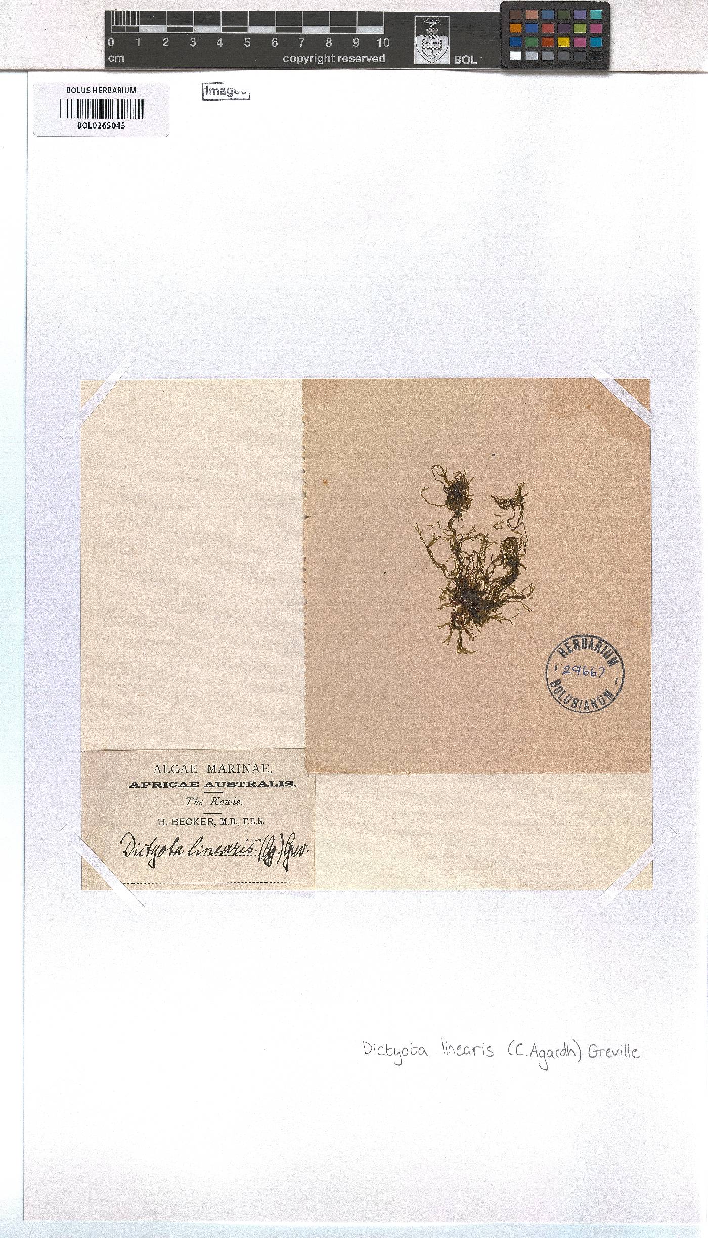 Dictyota implexa image