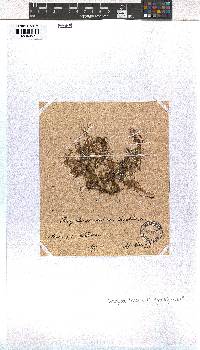 Dictyota implexa image