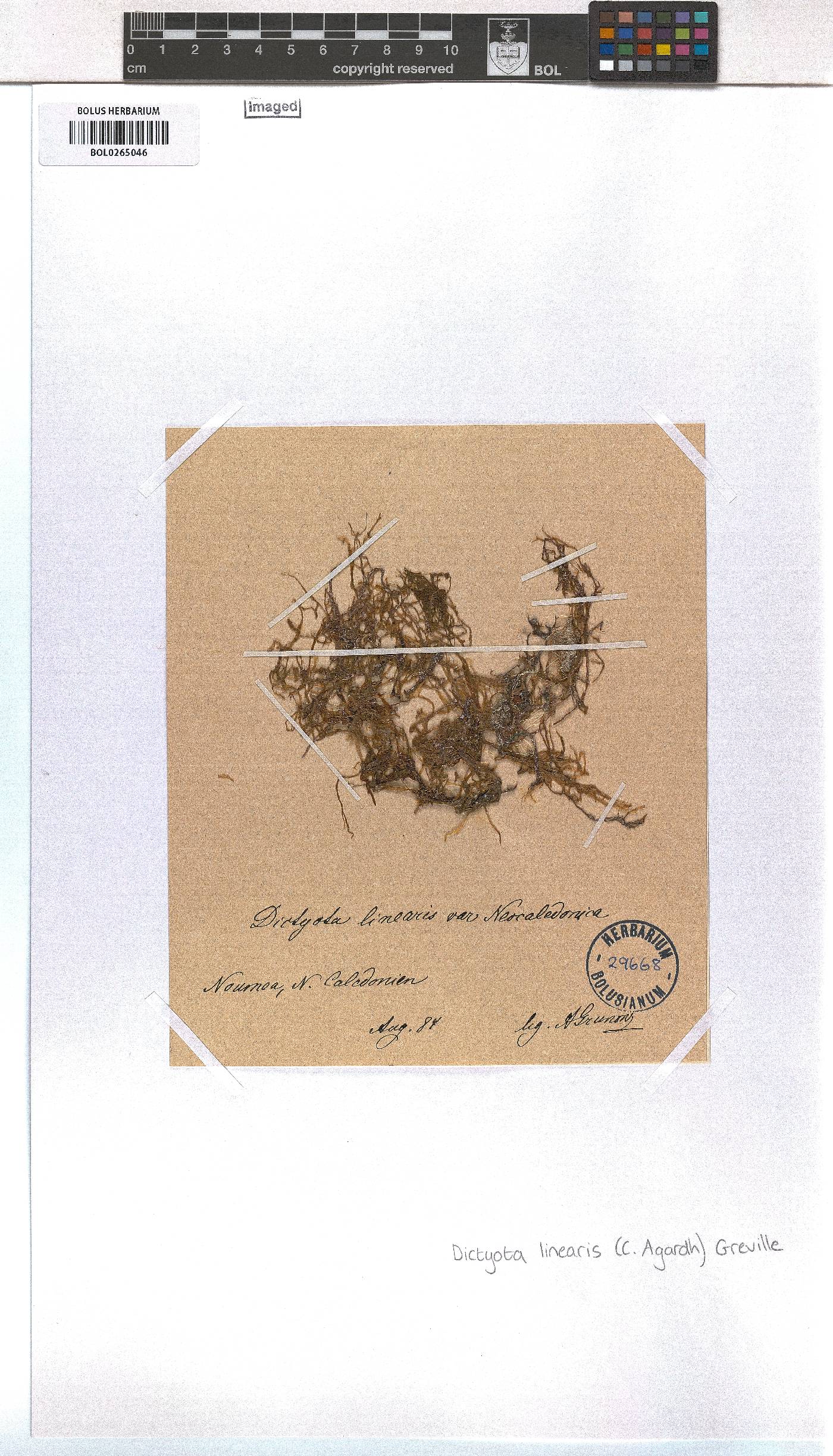 Dictyota image