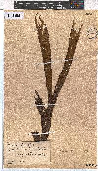 Dictyota dichotoma image