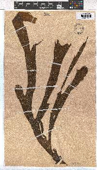 Dictyota dichotoma image