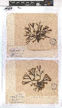Dictyota fasciola image