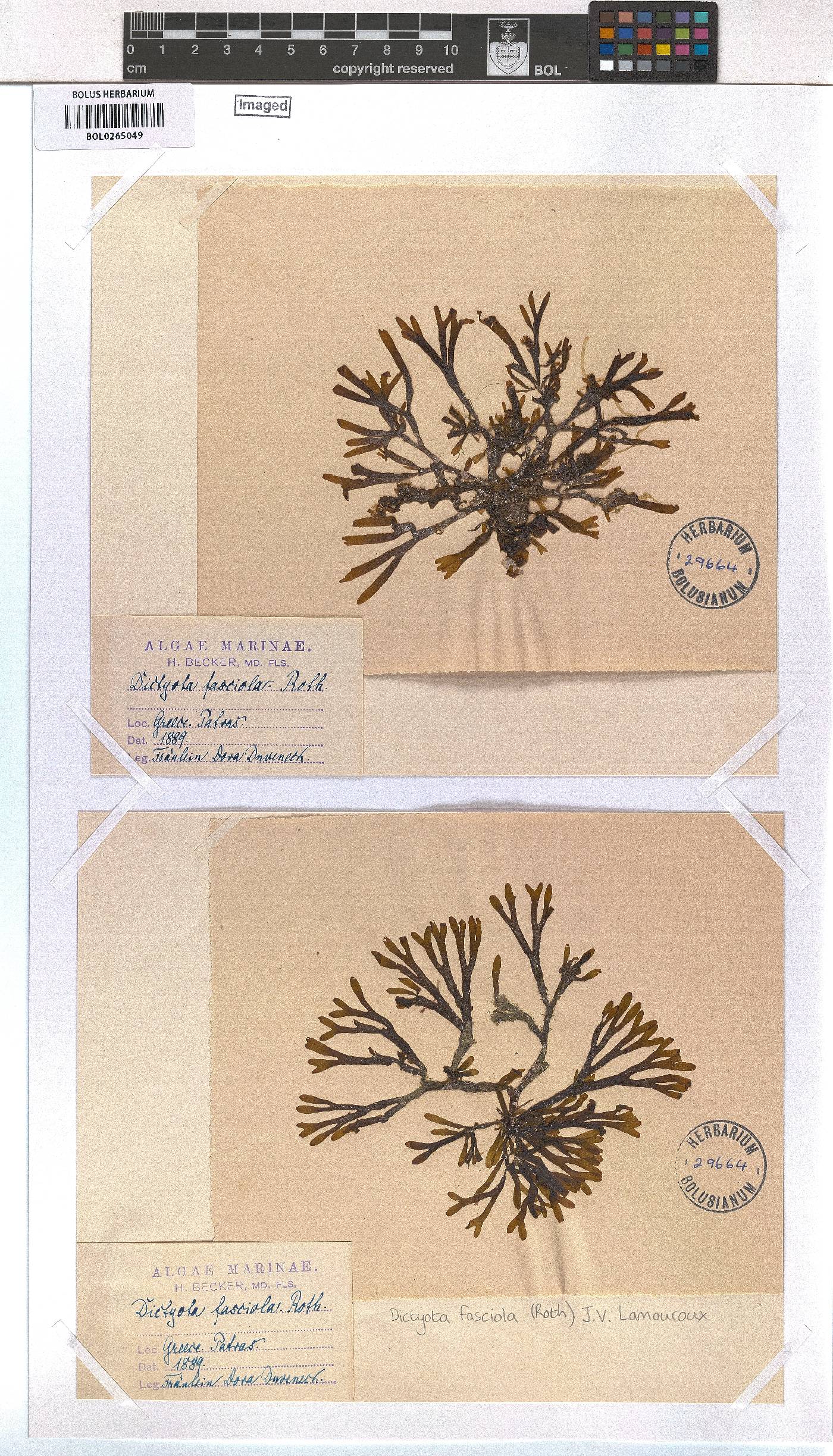 Dictyota fasciola image