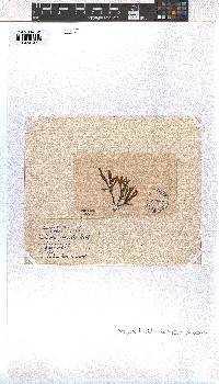 Dictyota fasciola image