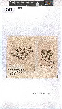 Dictyota fasciola image
