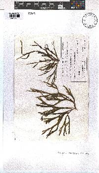 Image of Dictyota diemensis