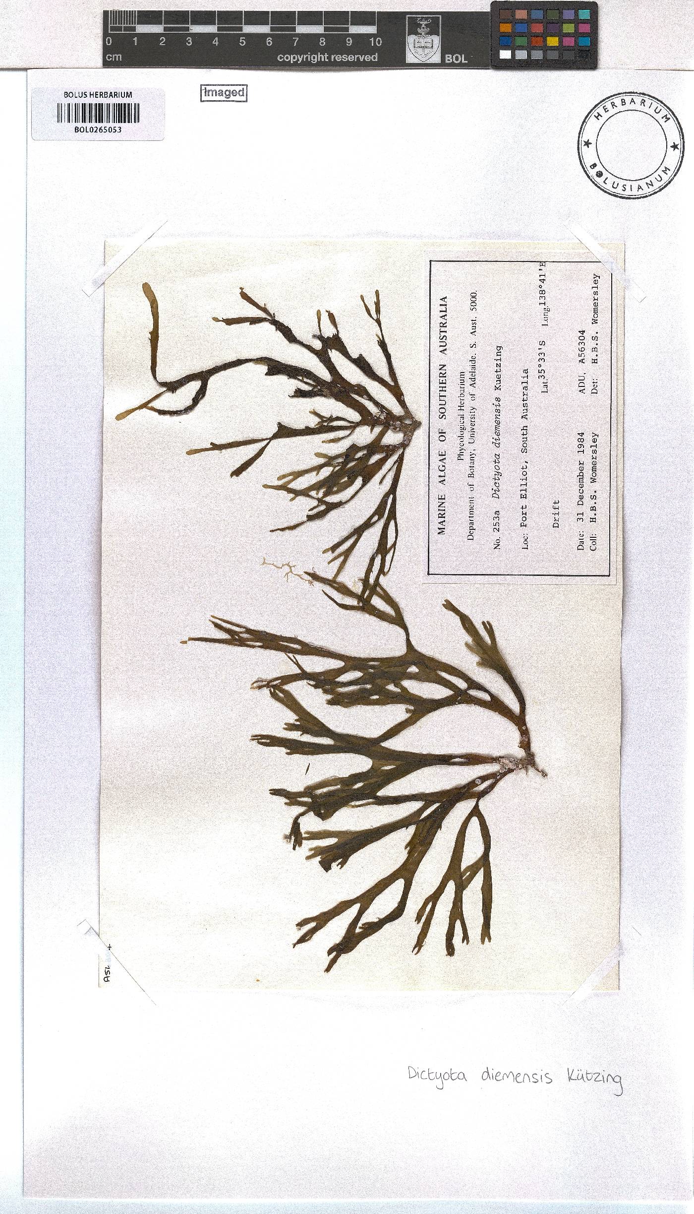 Dictyota diemensis image