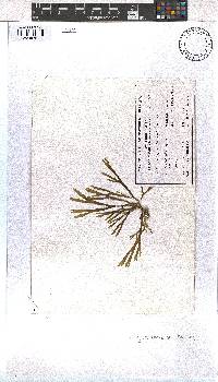 Dictyota diemensis image
