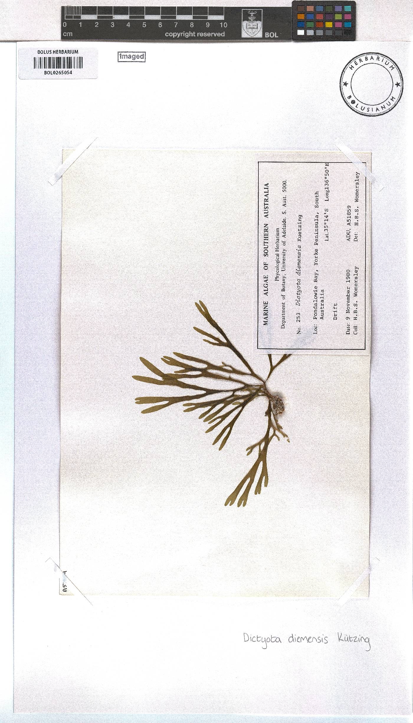 Dictyota diemensis image
