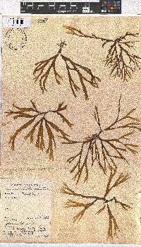 Dictyota dichotoma image