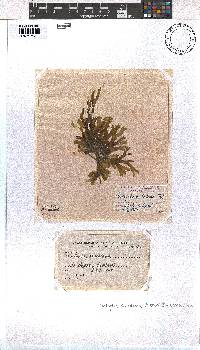 Dictyota dichotoma image