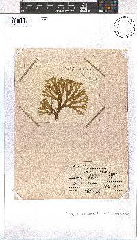 Dictyota dichotoma image