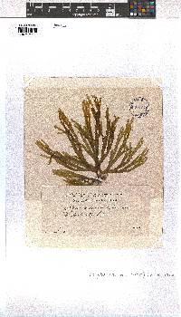 Dictyota dichotoma image