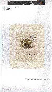 Dictyota dichotoma image