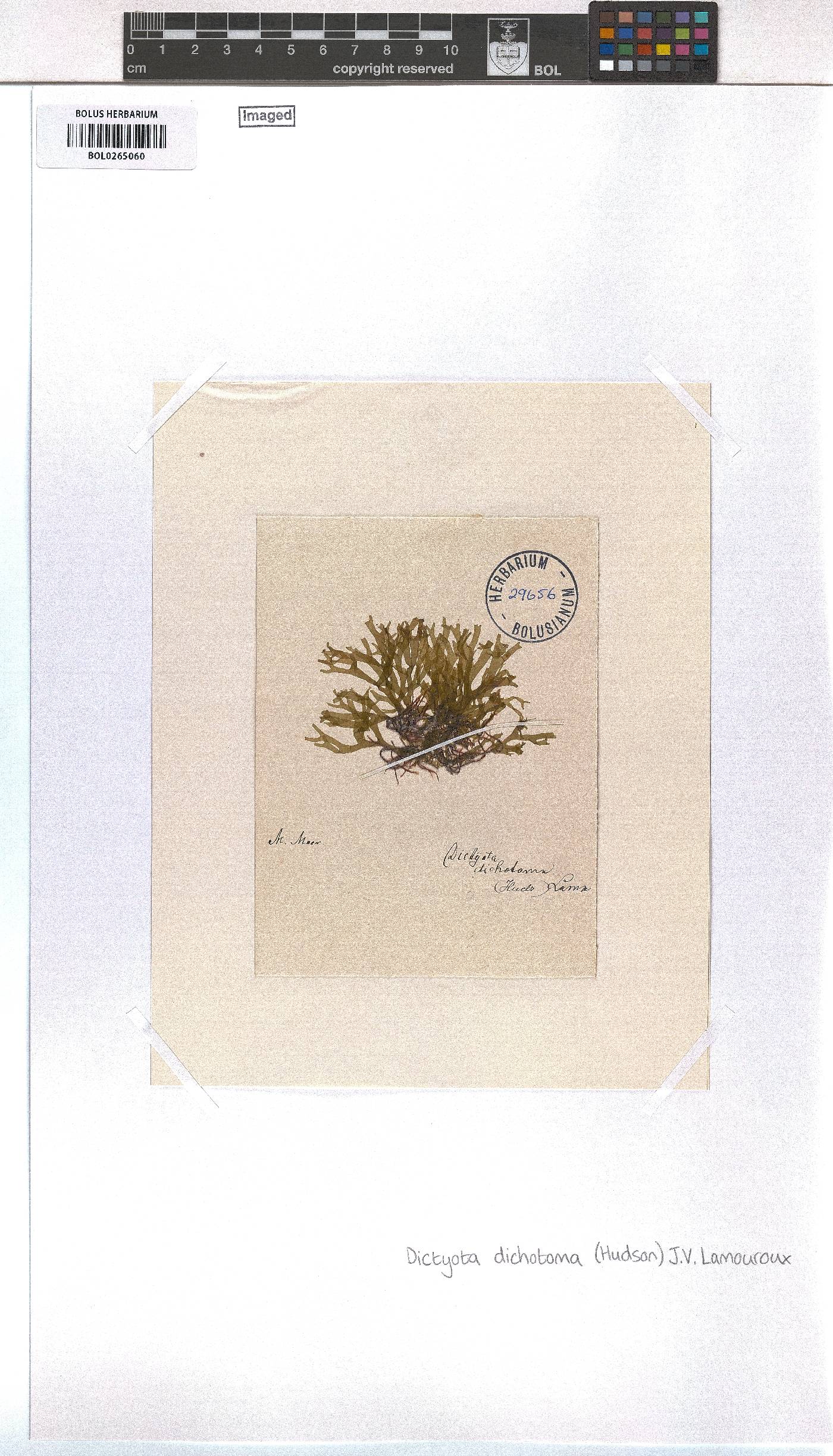 Dictyota dichotoma image