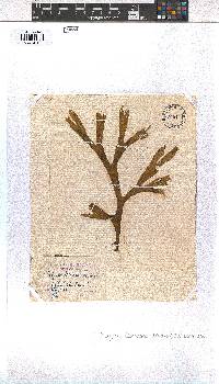 Dictyota dichotoma image