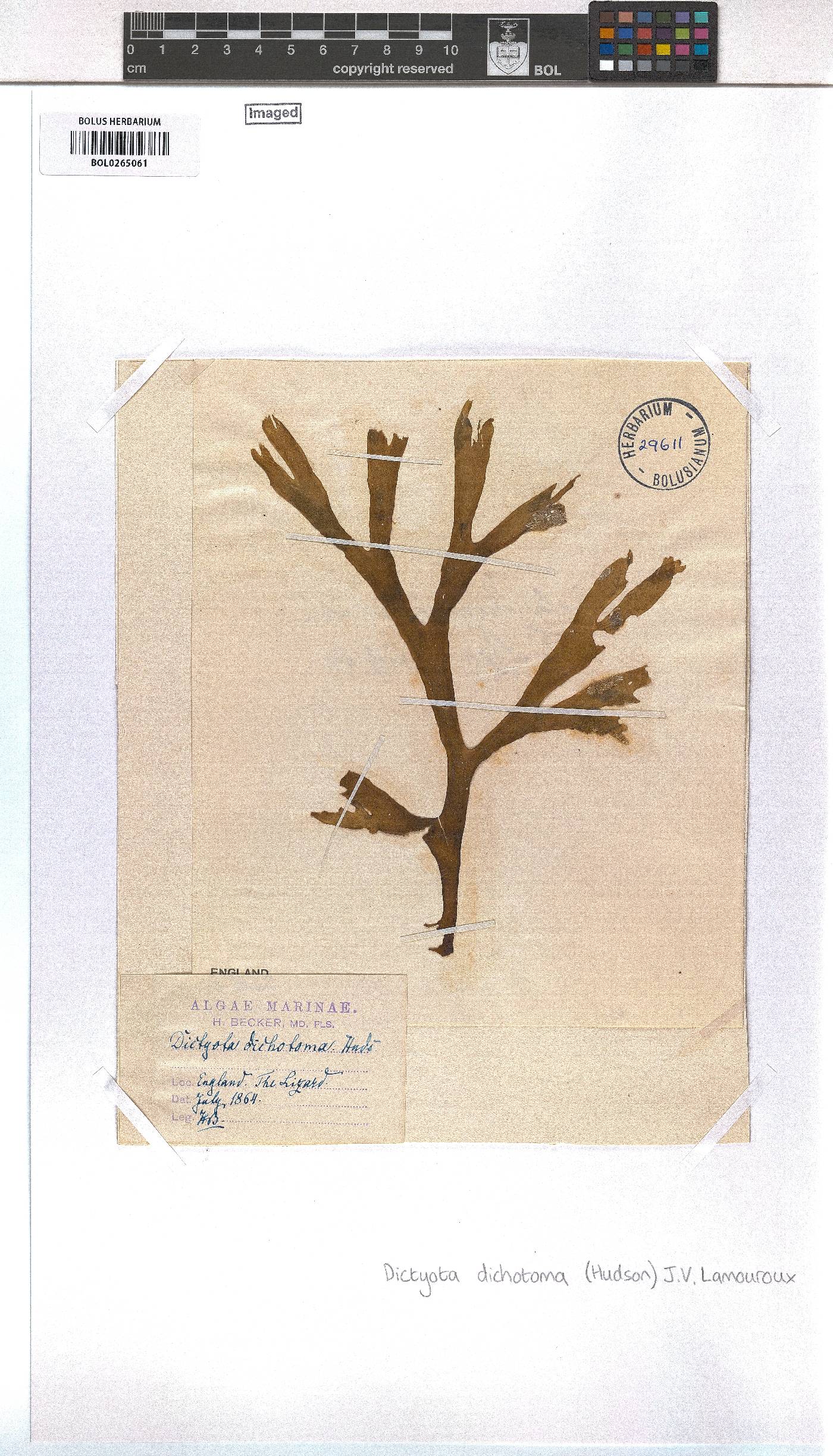 Dictyota dichotoma image
