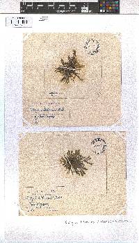 Dictyota dichotoma image