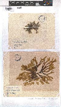 Dictyota dichotoma image