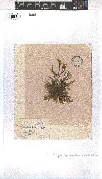 Dictyota dichotoma image
