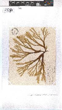 Dictyota dichotoma image