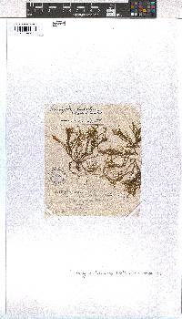 Dictyota dichotoma image
