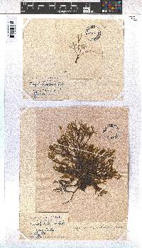 Dictyota dichotoma image